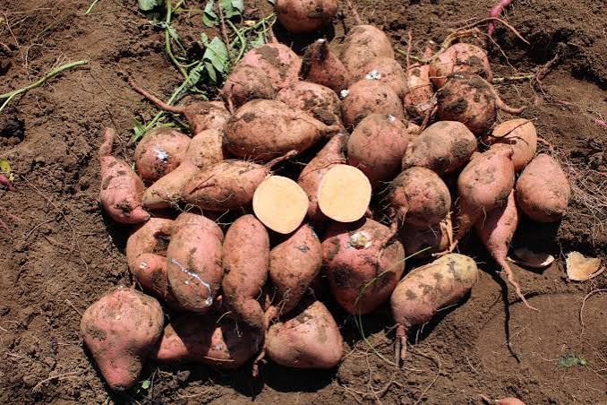 Patate douce